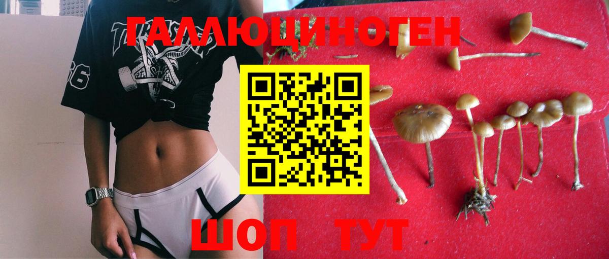Грозный  Галлюциногенные грибы MAGIC MUSHROOMS  Псилоцибиновые грибы Psilocybe  Вход с VPN 